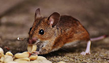 24 Hour & Emergency Exterminators in Ridgeland, MS